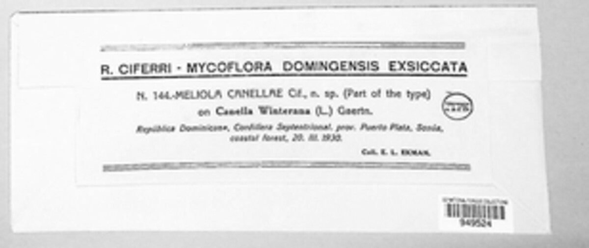 Meliola canellae image